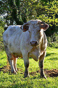 krowa, środki pieniężne krowa, biały krowa, gospodarstwa