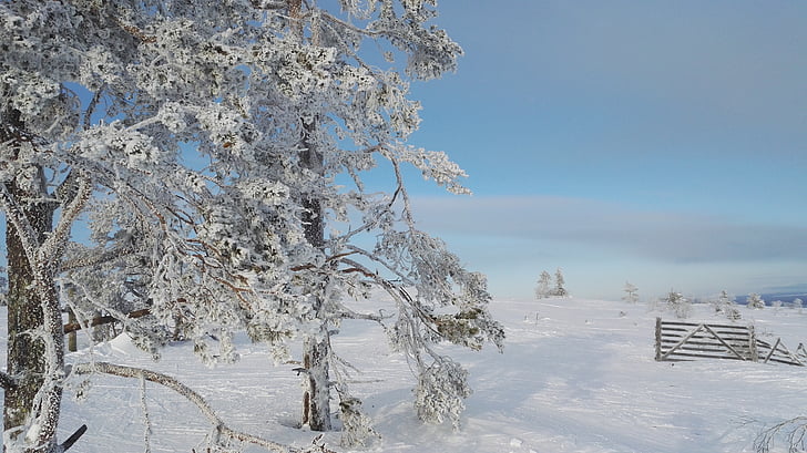 pozimi, levi, Lapland, sneg, hladno, Frost, zasneženih