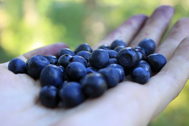 Blueberry, Palm, Berry, bessen, bosbessen in de palm van uw hand, Closeup, voedsel