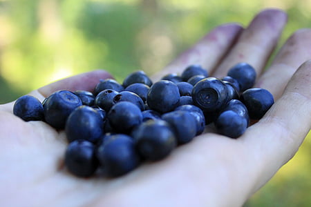 blåbær, Palm, bær, skogen bær, blåbær i håndflaten av din hånd, Nærbilde, mat