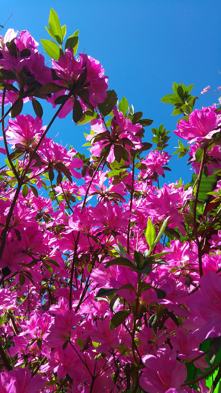 αζαλέα, λουλούδι, ροζ, ουρανός, μπλε, φύση, ροζ χρώμα
