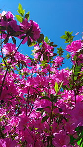 Azalea, flor, rosa, cielo, azul, naturaleza, color rosa