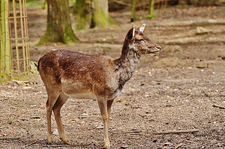 hoang dã, Roe deer, wildpark poing, Thiên nhiên, Red deer, động vật có vú, động vật hoang dã
