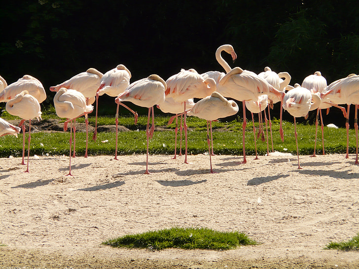 Flamingos, chim, màu hồng, chân, cuống, bộ lông, sinh vật