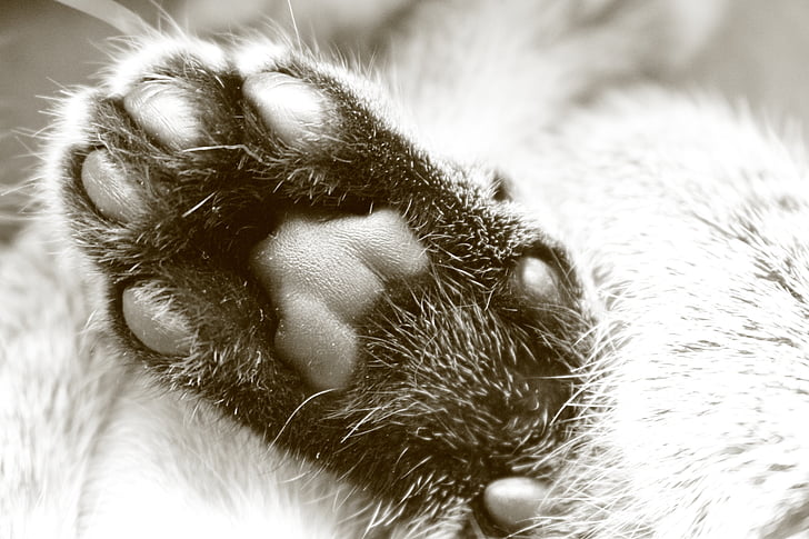 paw, cat, fur, cat's paw, paw print