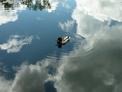 Duck, taevas, peegeldus, vee, sära, mõtteid, ripples
