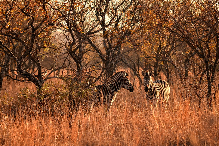 slunce v Africe, divoký život, zebry, Safari, hra farma, zvířecí přírody, zvířata v přírodě