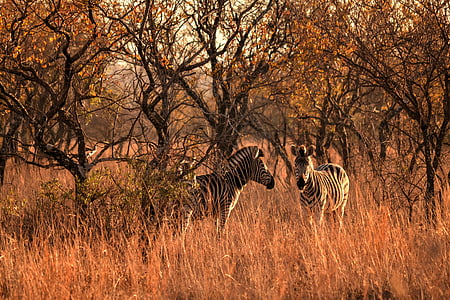Африка слънце, див живот, зебрите, сафари, играта стопанство, животните дивата природа, животни в дивата природа