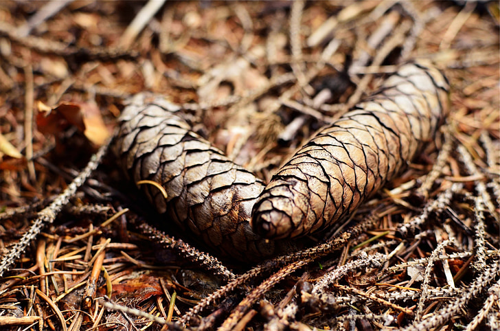 pine cones, ground, brown, forest, forest floor, pine, nature