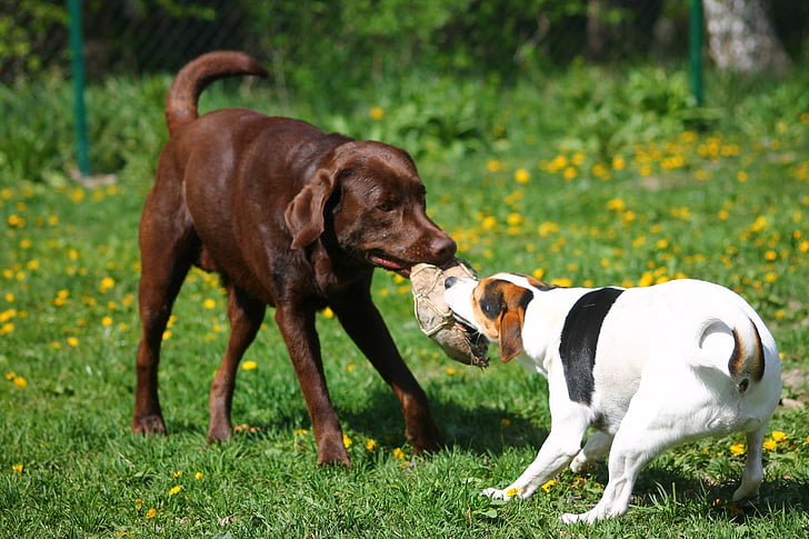 Labrador, recollidor de pilotes, gos, animal de companyia, animal, l'estiu, Parc