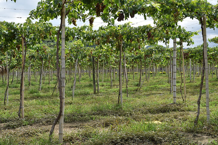 grapes, vineyard, colombia, harvest, cultivation, vine