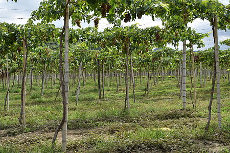 druiven, wijngaard, Colombia, oogst, teelt, wijnstok