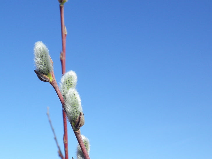 Pussy willow, natuur, Willow