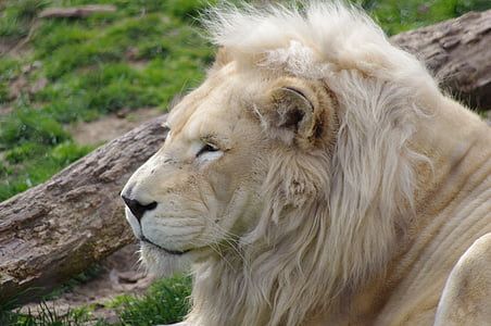 lev, Philadelphia, živalski vrt, Velika mačka, prosto živeče živali, mačka, živali