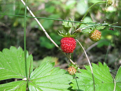 strawberry, summer, wild, nature, berries, fruits, red