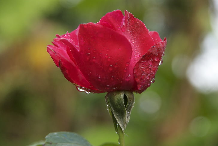 rosa, Rocío, Rocío de la mañana, Madagascar, flor, rojo, rosas rojas