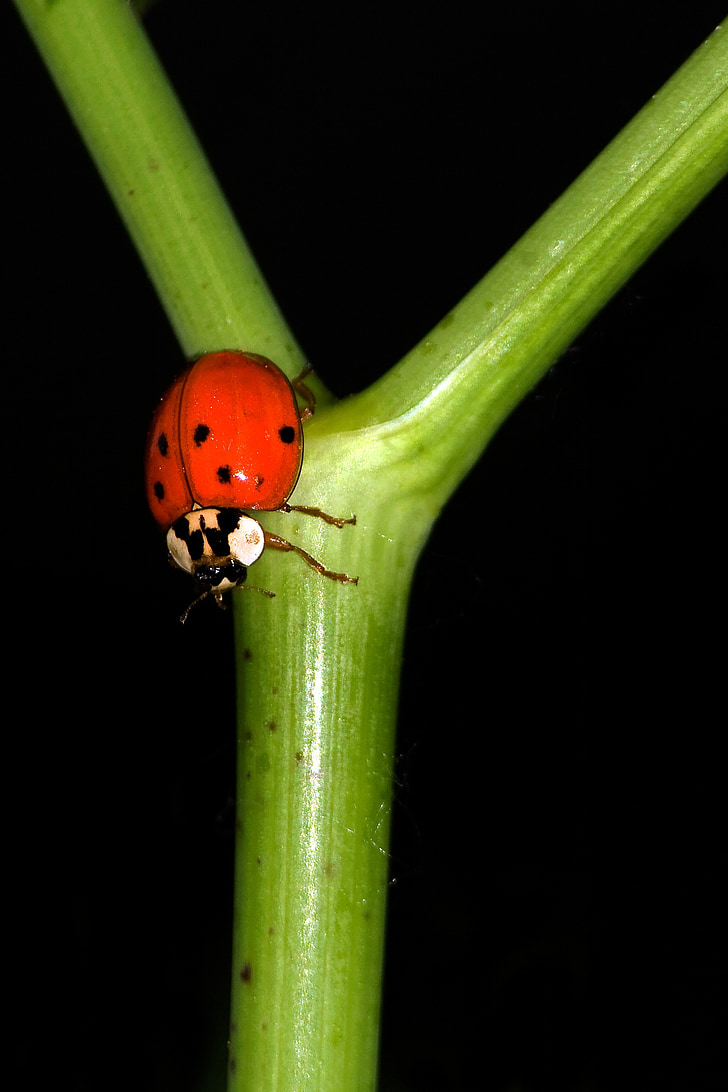 ladybug, macro, coccinellidae, insect