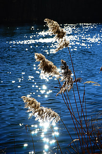 Reed, australis trzcina pospolita, Trzcina pospolita communis trin, Lukrecja, Wiechlinowate, Rzeka, nad rzeką