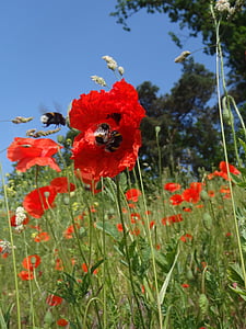 hummel, poppy, approach, macro, bee in the approach, meadow, nature