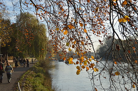 tree, river, autumn, nature, landscape, water, forest