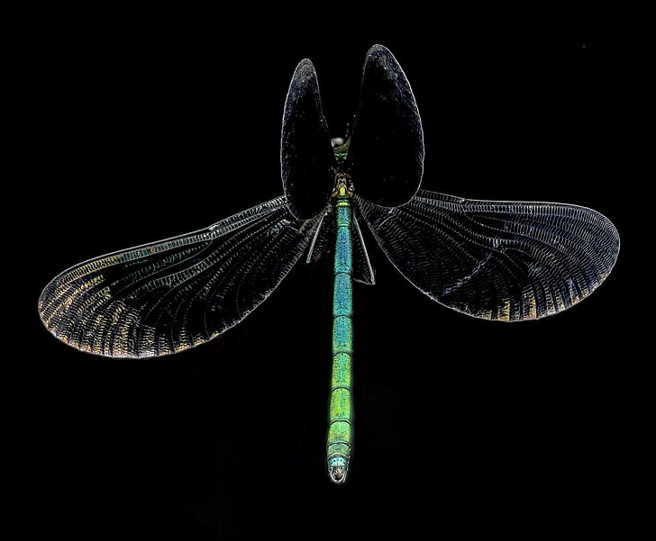ebony jewelwing damselfly, insect, macro, mounted, close up, portrait, wings
