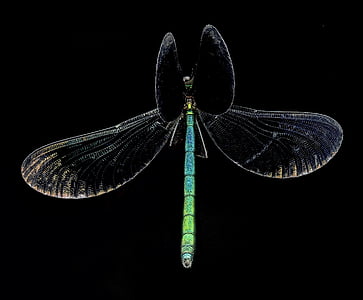 흑 단 jewelwing damselfly, 곤충, 매크로, 탑재, 클로즈업, 세로, 날개