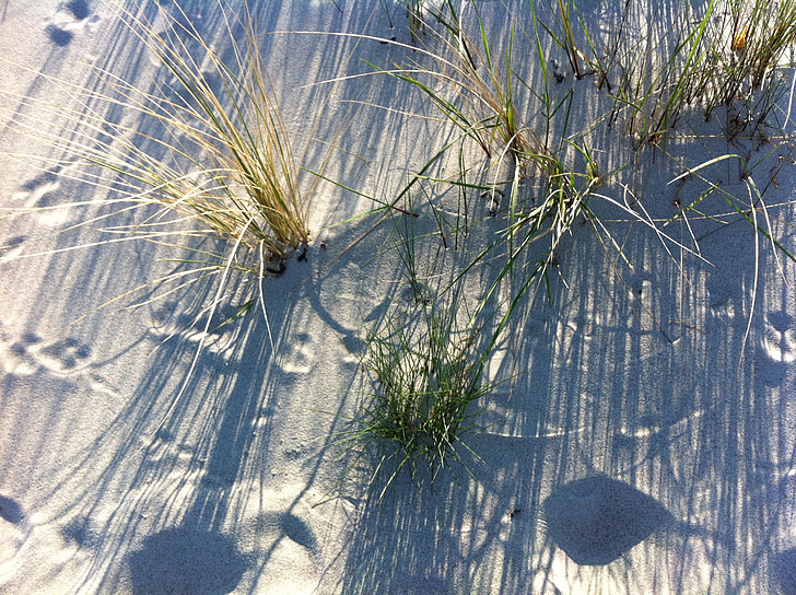 Baltičko more, pijesak, plaža, Dina, biljka, sjena, priroda