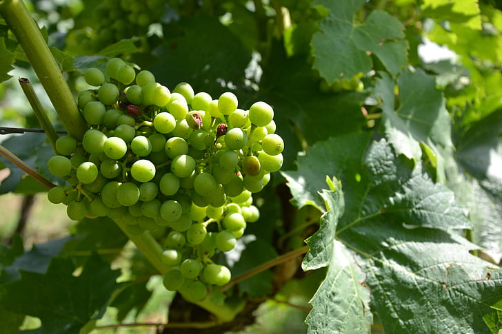 vin, viţă de vie, struguri, Vita de vie, Grapevine, viticultură, verde
