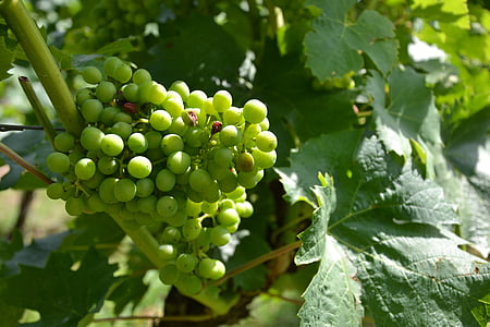 anggur, anggur, anggur, tanaman merambat, Grapevine, winegrowing, hijau