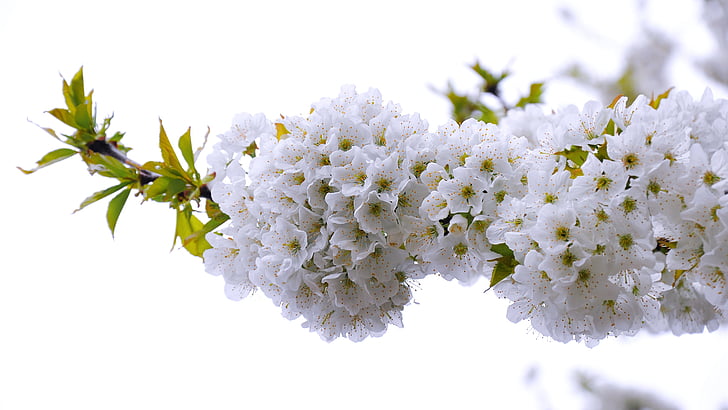 třešeň, jaro, Kvetoucí strom