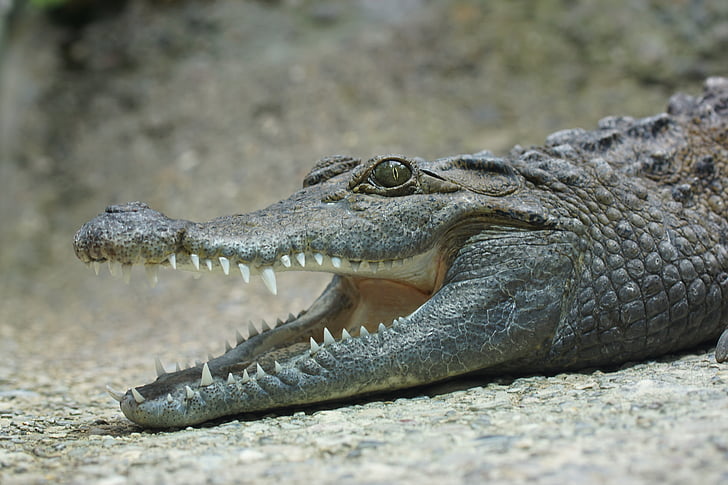 krokodil, zub, gušter