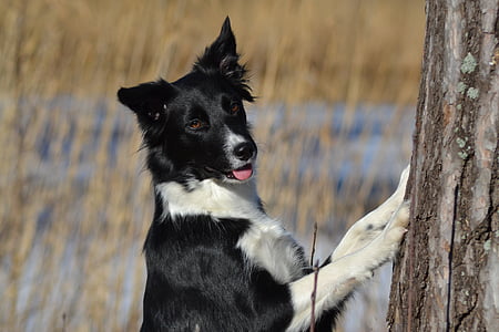 dog, winter, pets, border Collie, animal, outdoors, canine