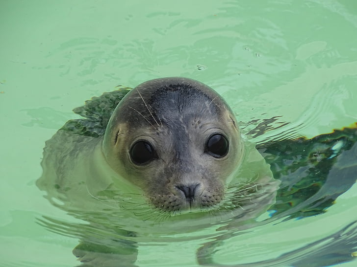 Seal, dier, zoogdier, meeresbewohner, Noordzee
