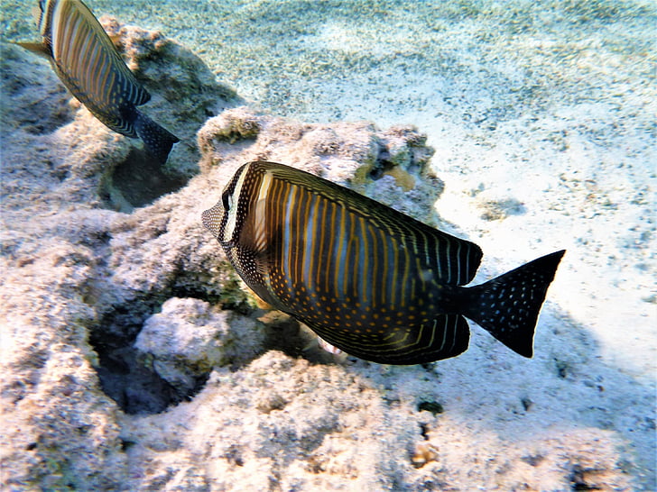 Zebrasoma, multicolor, ikan, pokolcowate, bawah air, laut, karang