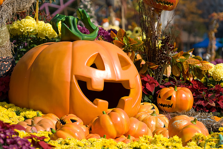 pumpkin, halloween, flowers, plants