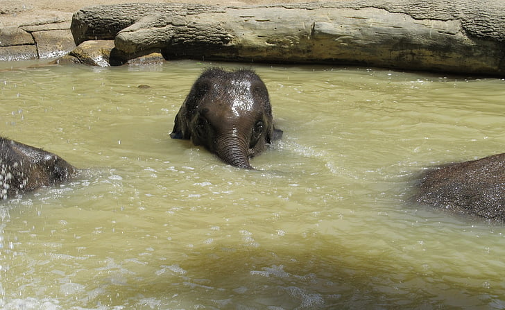 코끼리, 아기, 젊은, 물, 목욕, 야생 동물, 자연