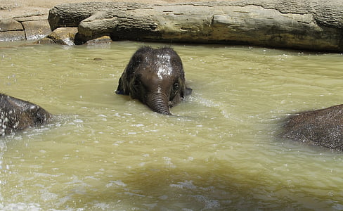 elephant, baby, young, water, bath, wildlife, nature