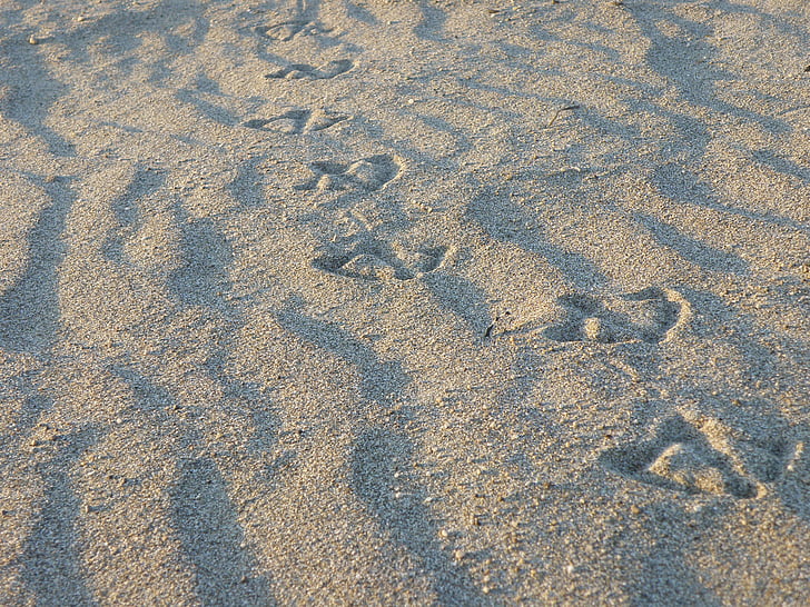 zand, tracks, de zeemeeuw, vogel