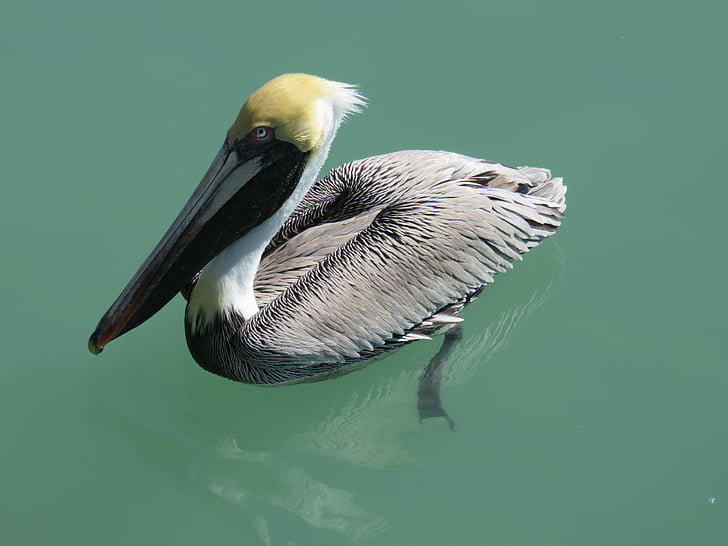 Pelikan, pasăre de apă, natura, seevogel