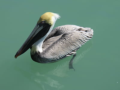 pelikan, water bird, nature, seevogel
