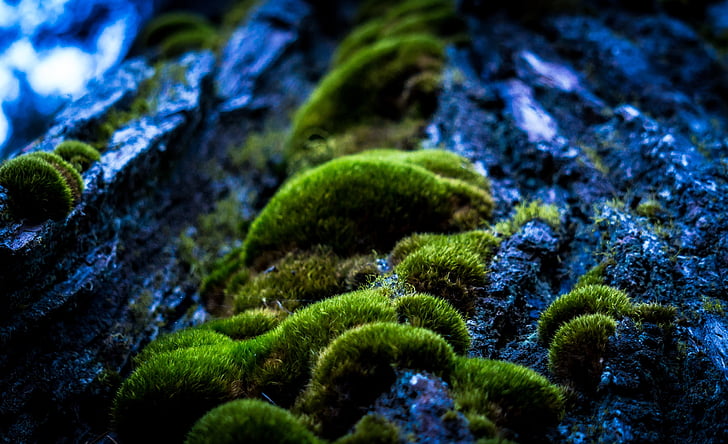 Forrest, makrofotografering, Moss, mystiska, trädstam, trä, grön färg