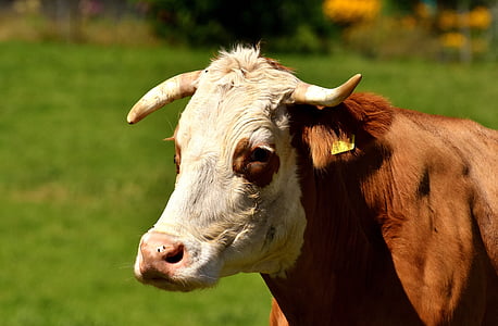 thịt bò, đồng cỏ, Meadow, chăn nuôi, động vật nông trại, thế giới động vật, Trang trại