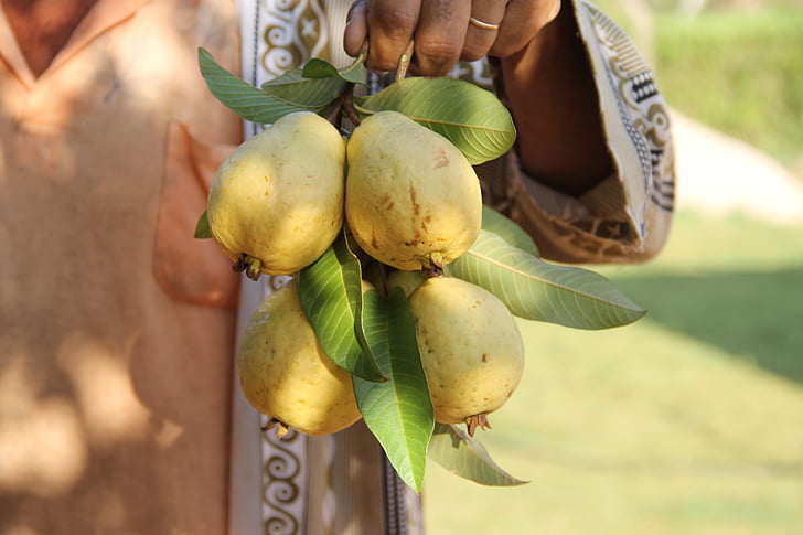 guava, fruit, fruit growing, irrigation, canindé, food, nature