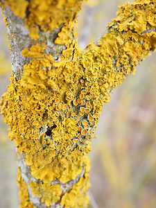 gelbflechte ordinaria, albero, Formazione di incrostazioni, lichene, ramo, Xanthoria parietina, tessere
