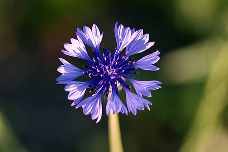 cornflower, bluebottle, blue, flower, grasshopper, village, field