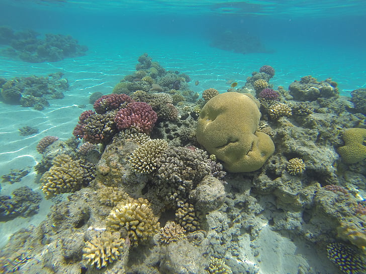 Onderwater wildlife, brand koraal, tropische vissen
