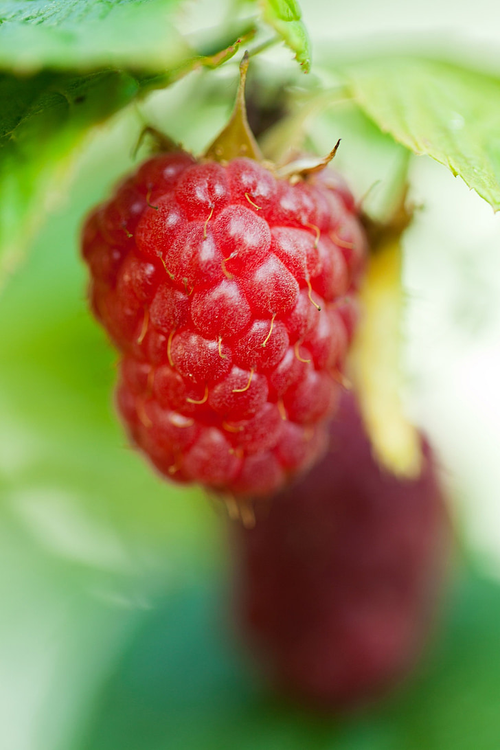 Berry, Close-up, detalle, alimentos, fresco, fruta, jardín