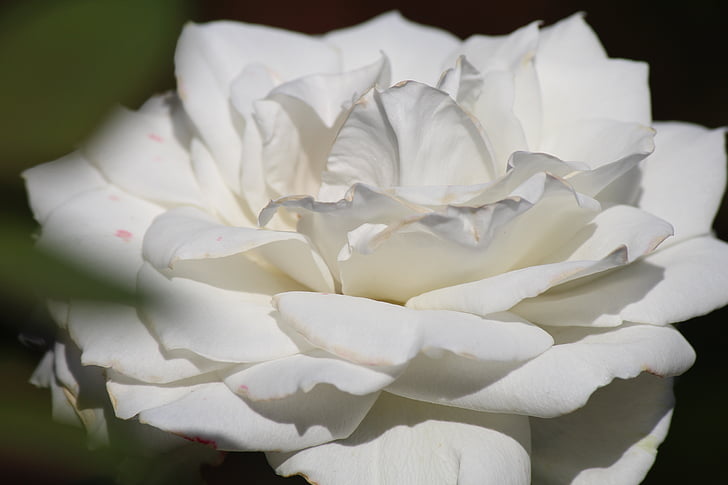 wit, steeg, bloem, liefde, witte roos, romantiek, natuur