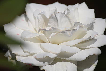 balta, Rožė, gėlė, meilė, balta rožė, Romantika, Gamta
