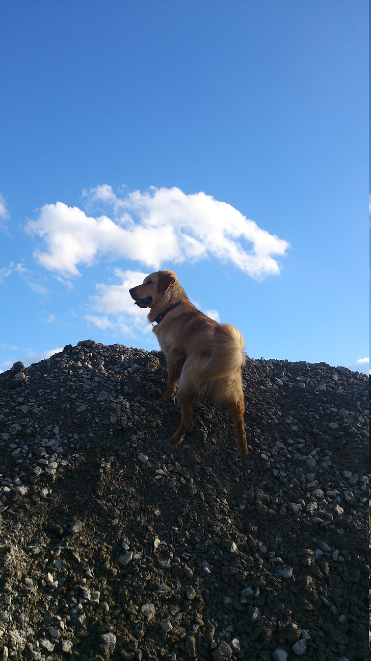 golden retriever, male, play, animal, dog, sunny, cloud